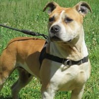 NALA, chienne à adopter