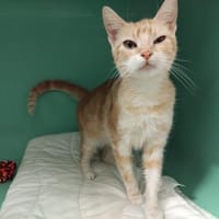 MUETTE PAB28743, chatte à adopter