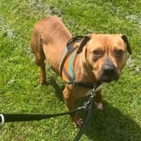 AUBERGINE OAA20002, chienne à adopter