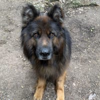 ORACLE, chien à adopter