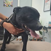 SPARTIATE, chien à adopter