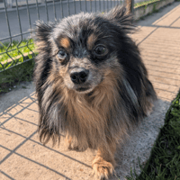 RAVEN, chien à adopter