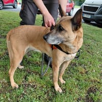 BAHIA, chienne à adopter