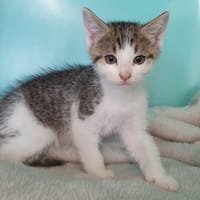 LUNDI CHA, chatte à adopter