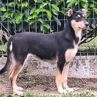 LILITH, chienne à adopter