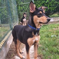 INDIE, chienne à adopter