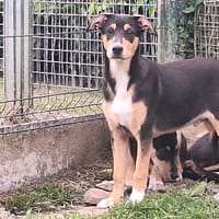DAN, chien à adopter