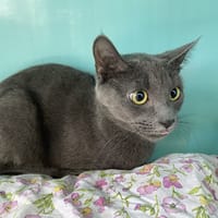LUNA, chatte à adopter