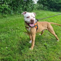 GUCCI, chien à adopter