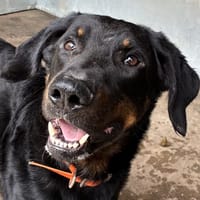 RAMSES, chien à adopter