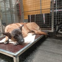 LUCKY, chien à adopter