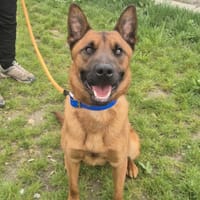 SPIROU, chien à adopter