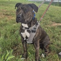 ETNO dit ALTAS, chien à adopter