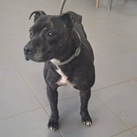 REVEUSE, chienne à adopter