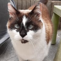 Bonhomme, chat à adopter