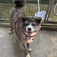 TSUKI, chienne à adopter