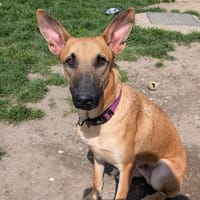 TOBY, chien à adopter