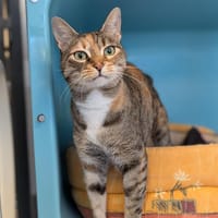 OLIVE, chatte à adopter