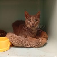 PAPOUM, chat à adopter