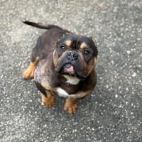 SHARINGAN VAA, chien à adopter