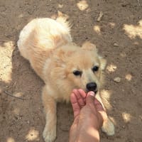 Odin, chien à adopter