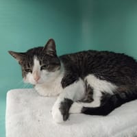 BINGO PAB28703, chat à adopter