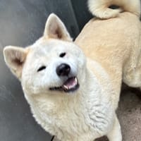 TARA, chienne à adopter