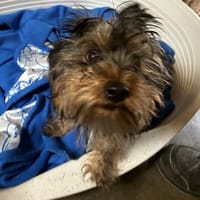 BIJOU, chienne à adopter