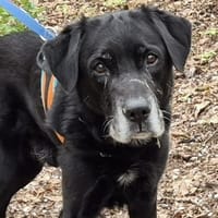 Blacky, chien à adopter