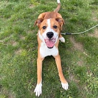 Alpha PAA24211, chien à adopter