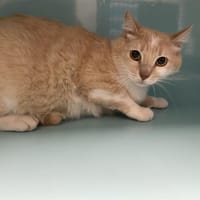 MANGO, chat à adopter
