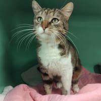 THEO PAB28667, chat à adopter