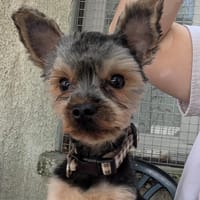 Volf, chien à adopter
