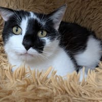 HOSHI, chat à adopter