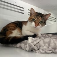 SATANAS, chatte à adopter