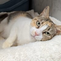 JOLIE, chatte à adopter
