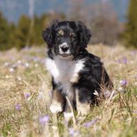 Boutchou, chien à adopter