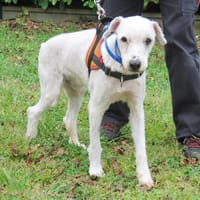 PORTOS, chien à adopter