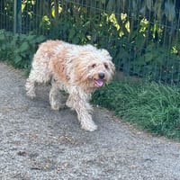 Ullysse, chien à adopter