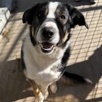 ZINGO, chien à adopter