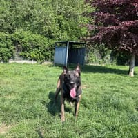 Olaf, chien à adopter