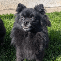 NELIA, chienne à adopter
