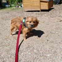 Orphée, chienne à adopter