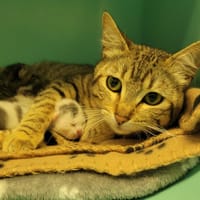 Gaya, chatte à adopter