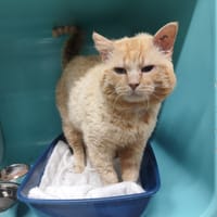 PUMBA, chat à adopter