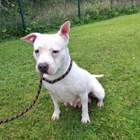 STALINE, chienne à adopter