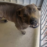 Stifette, chienne à adopter