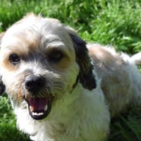 GABIN, chien à adopter