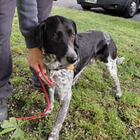 BEN HUR, chien à adopter