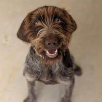 ROXY, chienne à adopter